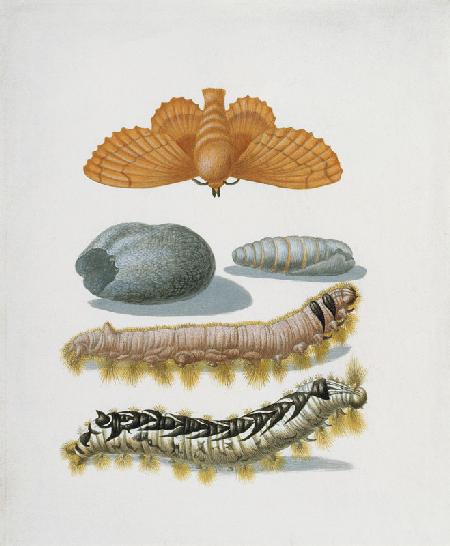 Kupferglucke mit Raupen und Kokon