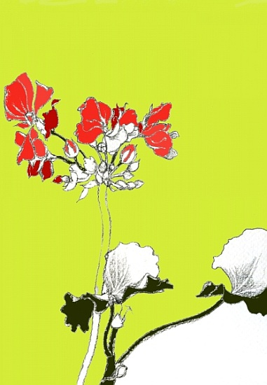 Geranium von Anna  Platts