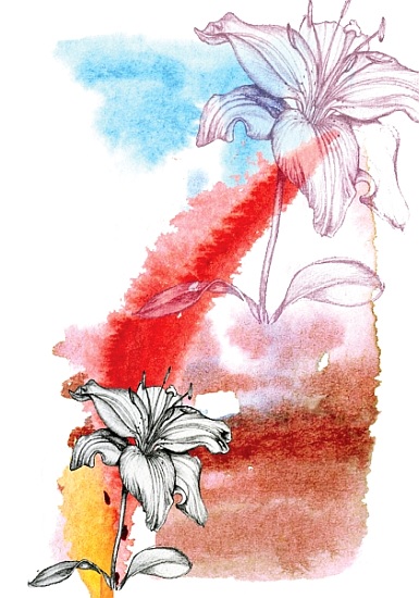 Lily von Anna  Platts