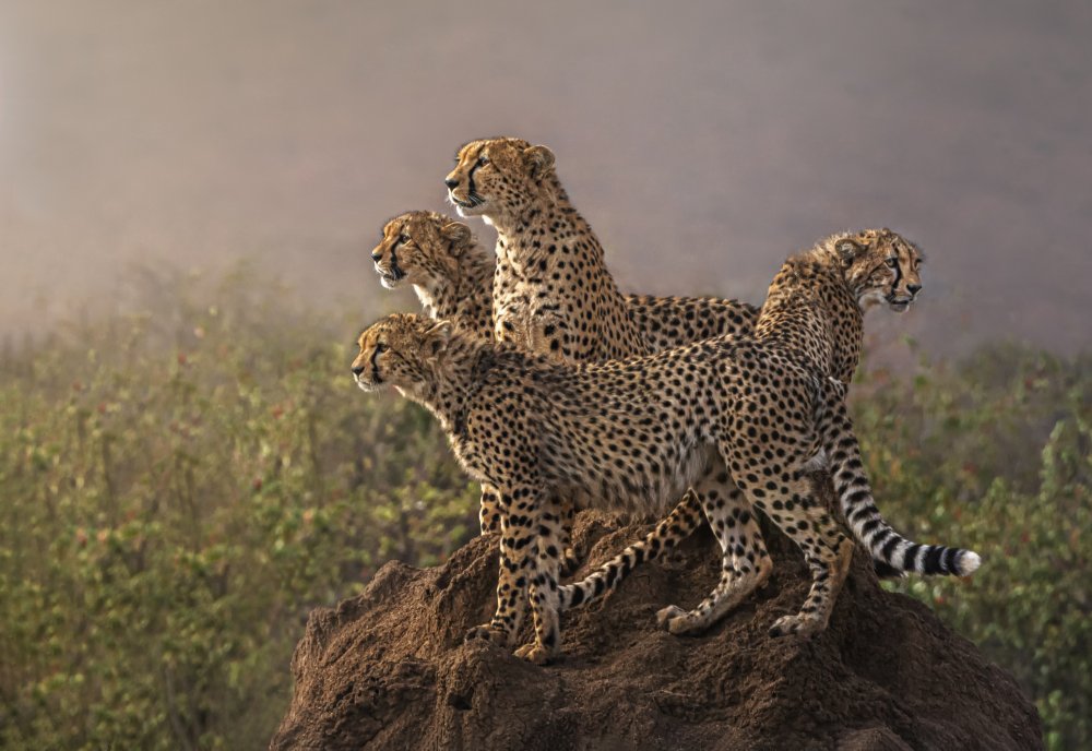 Searching for Food von Anna Zhang