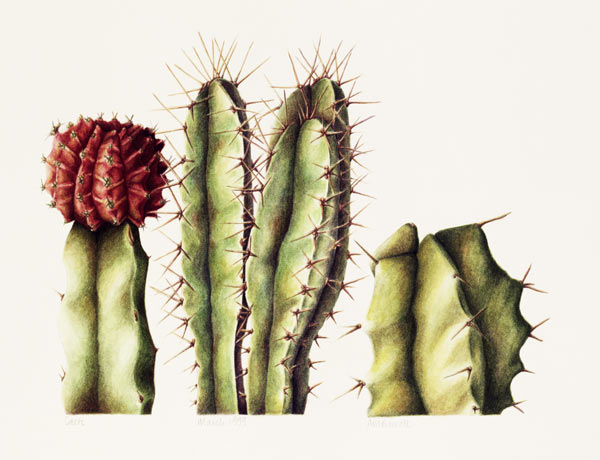 Cacti, 1999 (w/c on paper)  von Annabel  Barrett