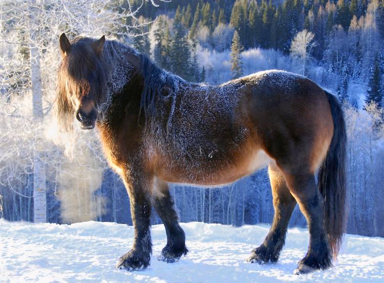 King of the valley von Annica Westerlund