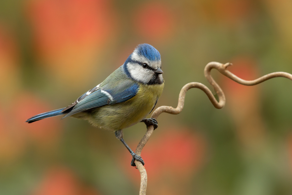 Its spring! von Annie Keizer