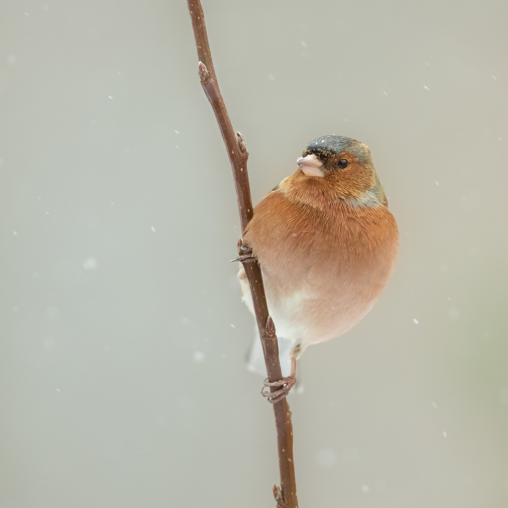 its cold von Annie Keizer