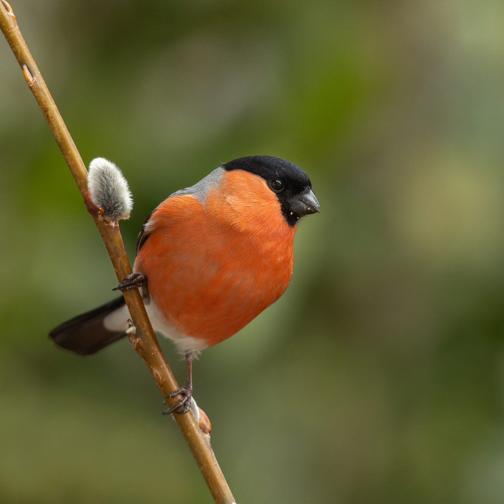Almost spring! von Annie Keizer