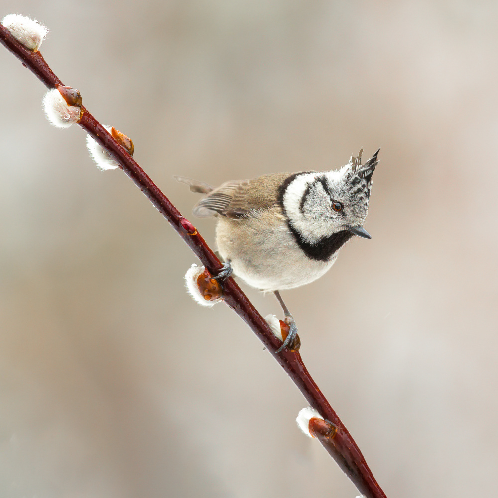 Sweet! von Annie Keizer