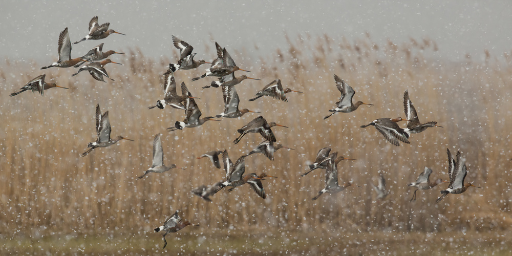 birds in a snowstorm von Annie Keizer