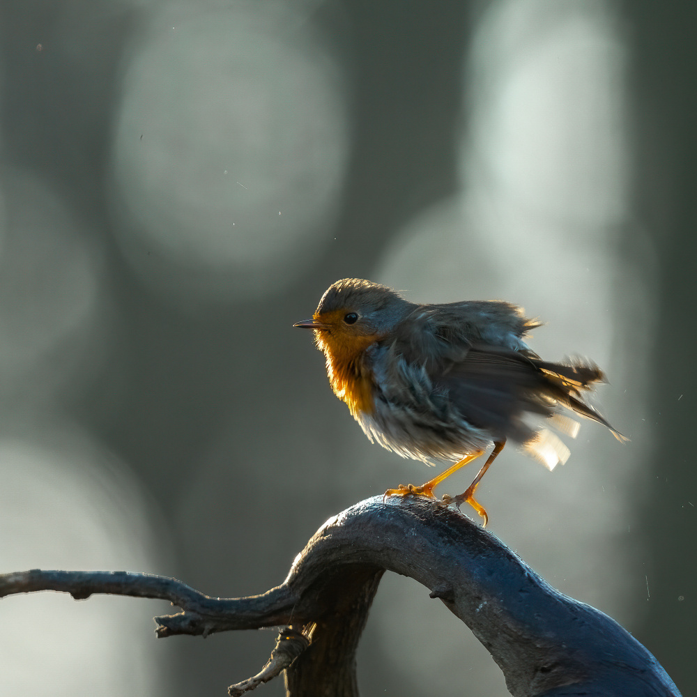 Away with the dust von Annie Keizer