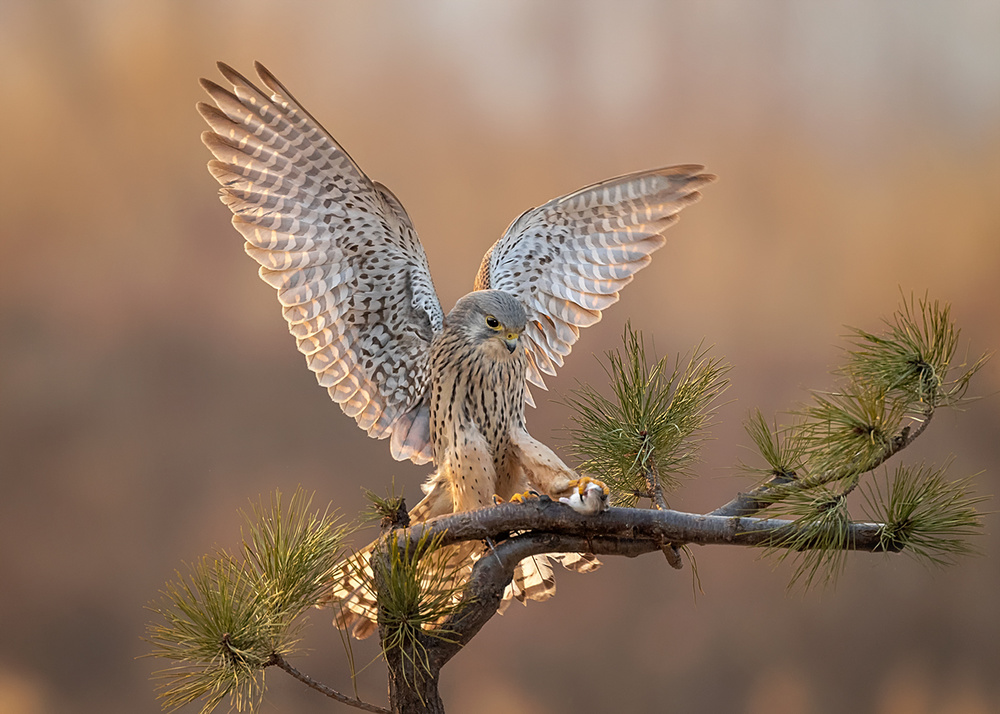 Dinner von Annie Poreider