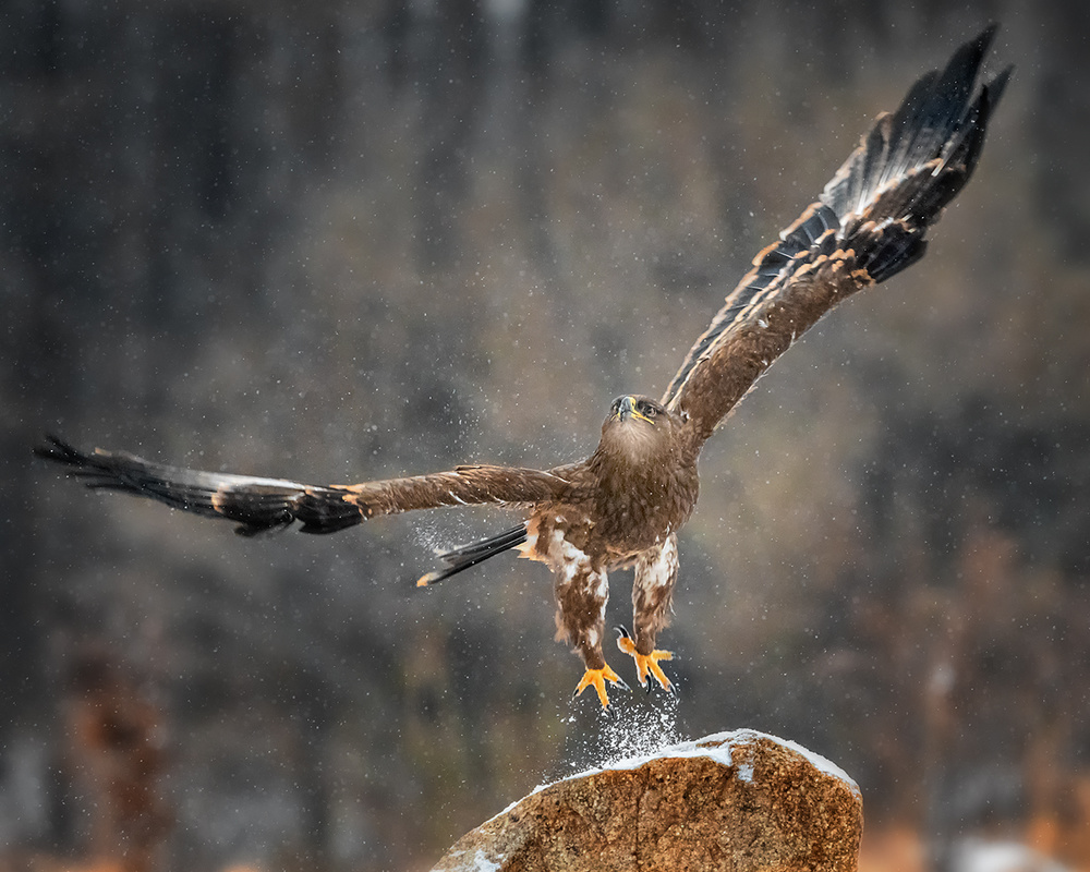 Taking off von Annie Poreider