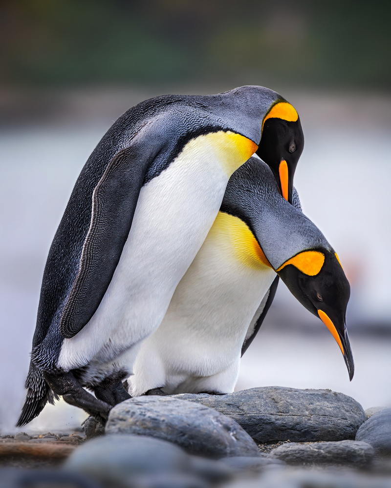 Expression of love von Annie Poreider