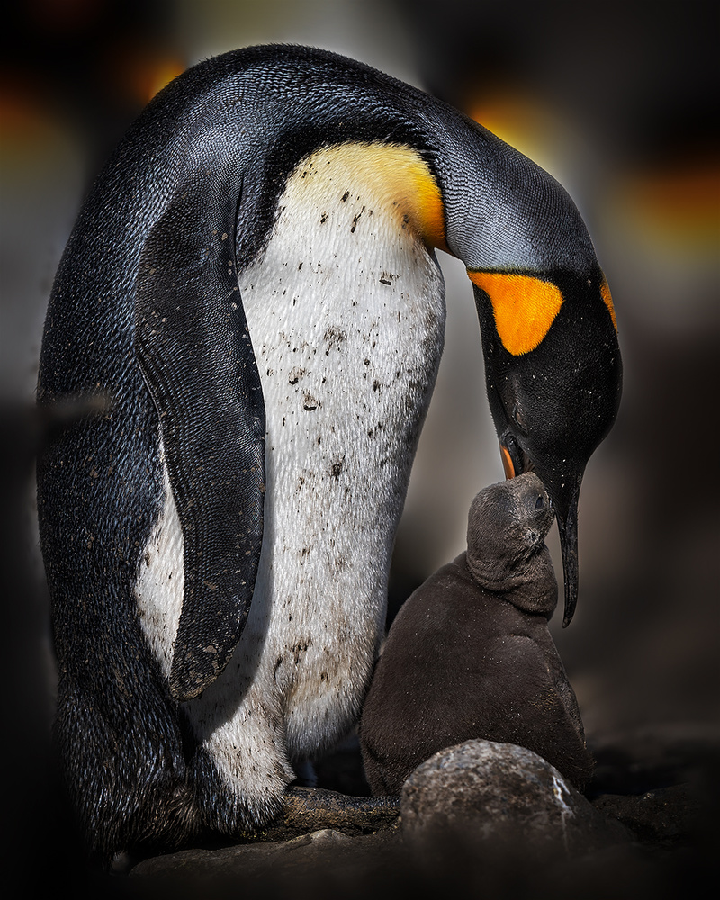 Feeding baby von Annie Poreider