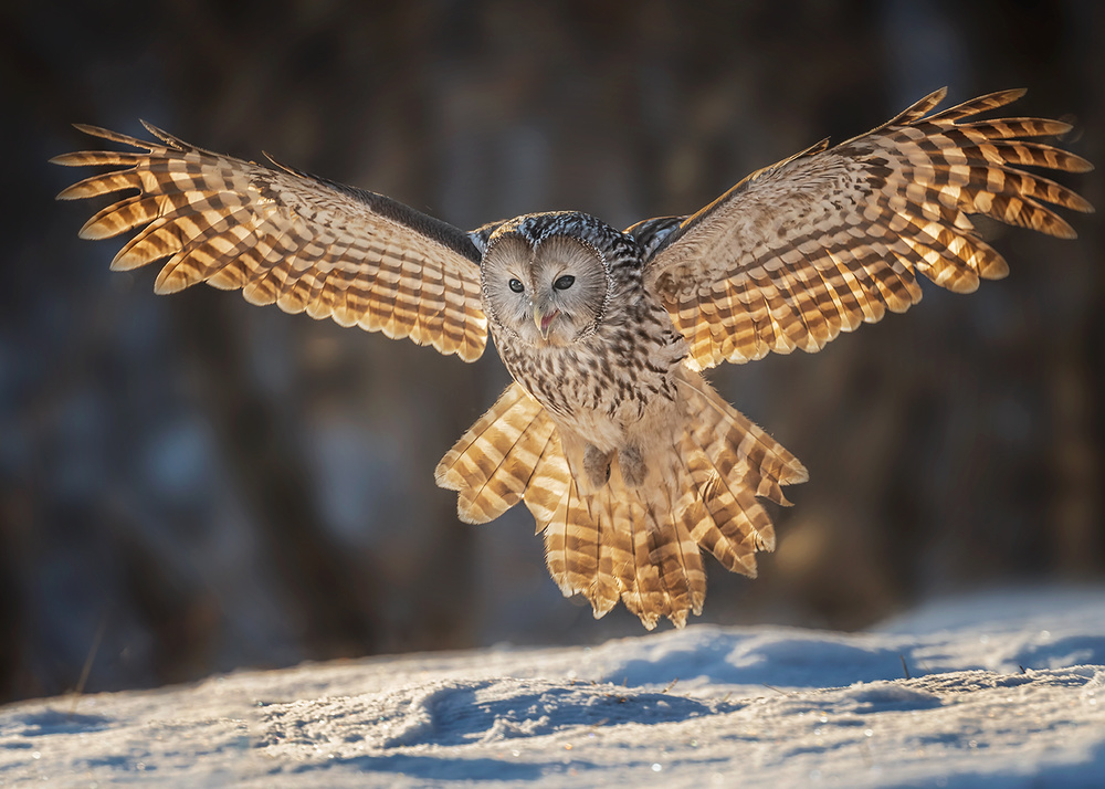 Baby, let me hug you von Annie Poreider