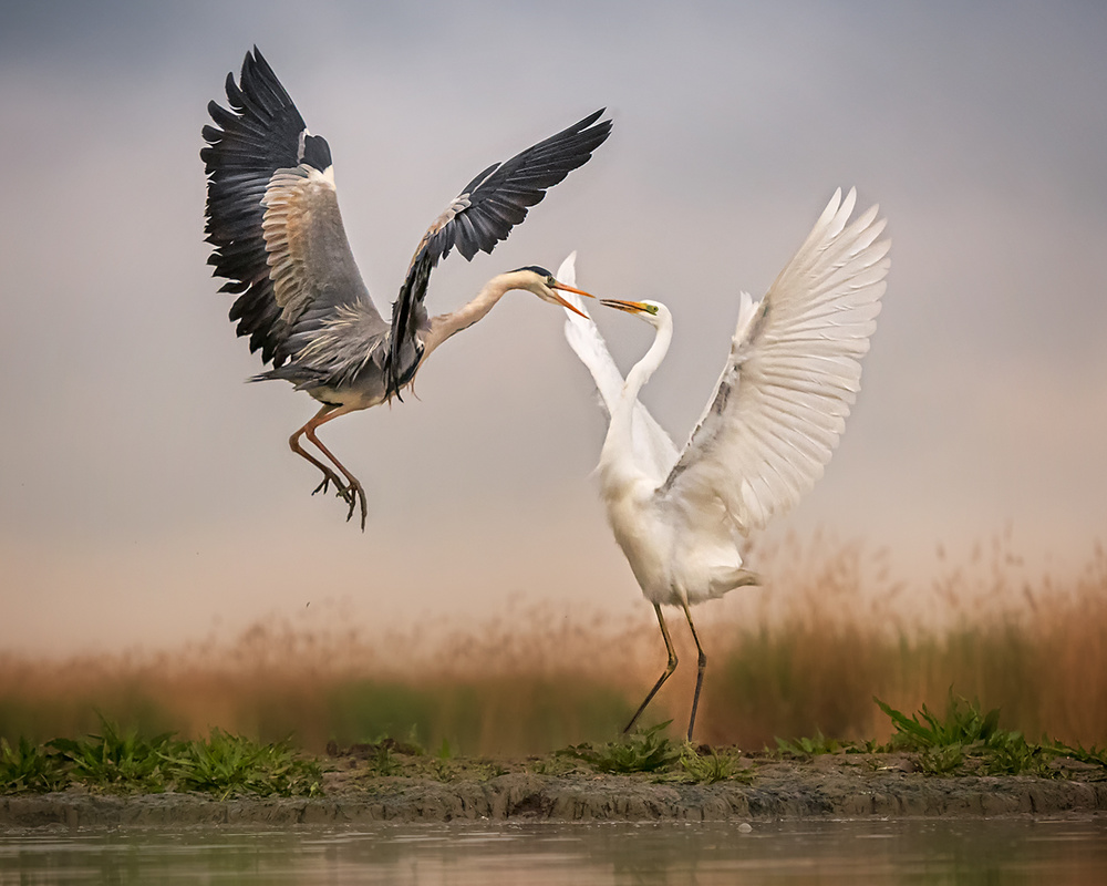 Ballet von Annie Poreider