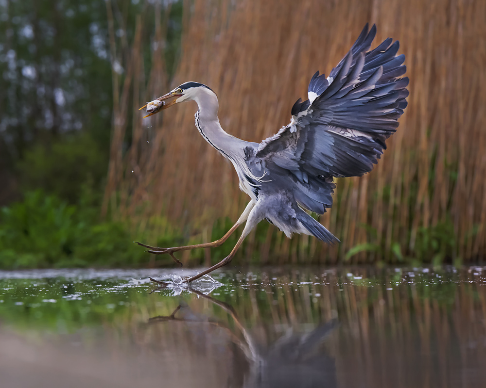 Ballet on the water von Annie Poreider