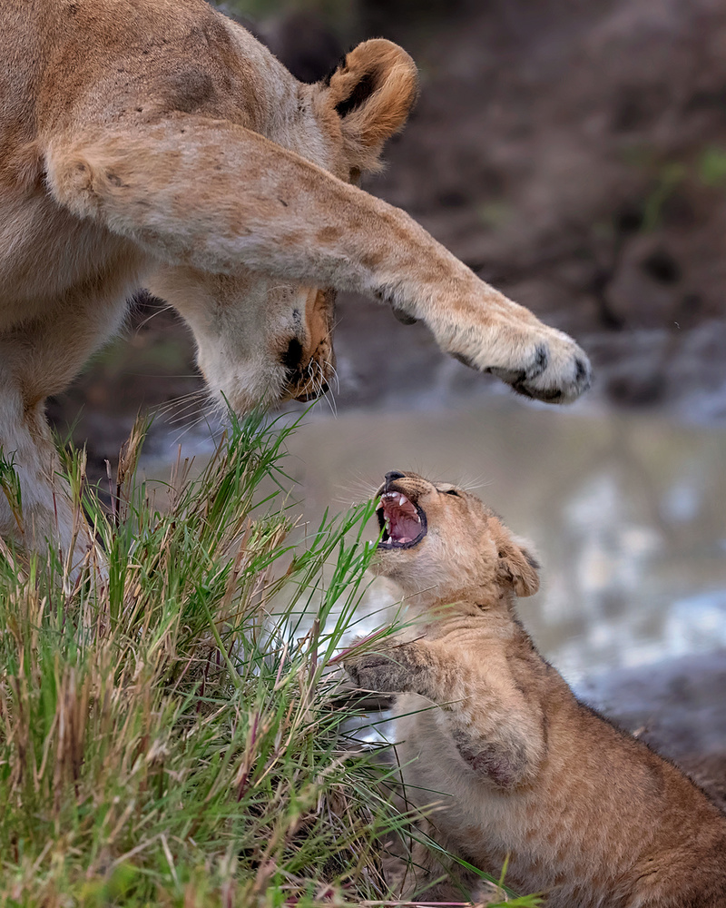 Behave, son! von Annie Poreider