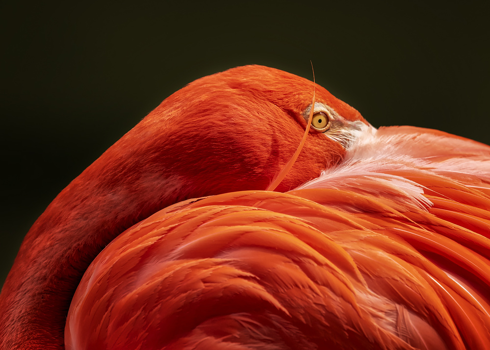 Quietly observe von Annie Poreider