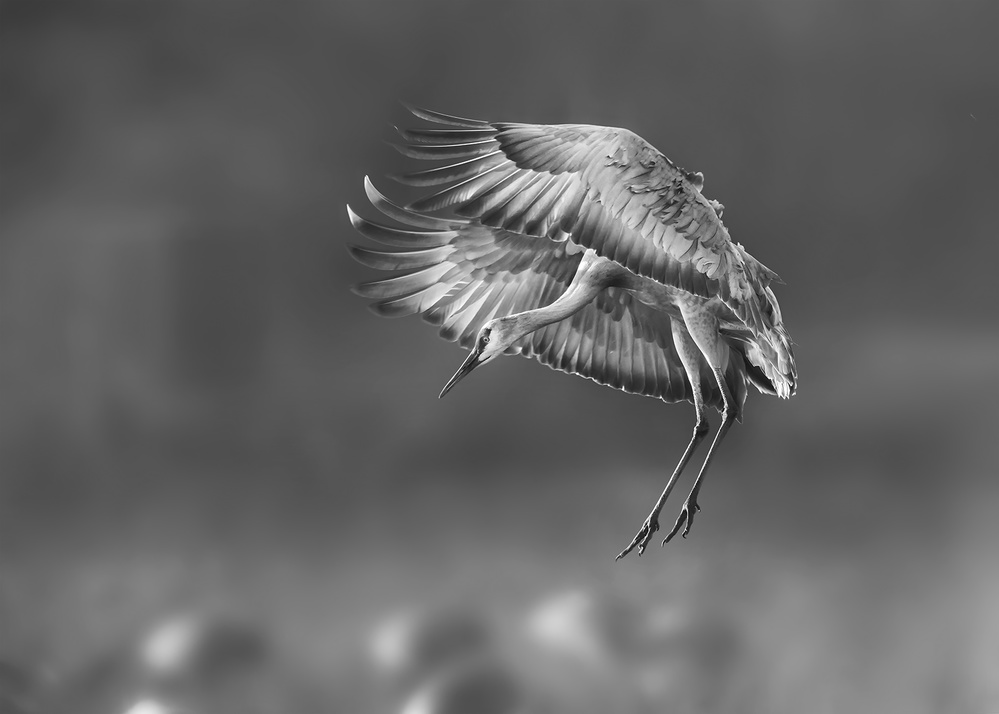 Ready to rest von Annie Poreider