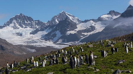 The Eden of Penguins