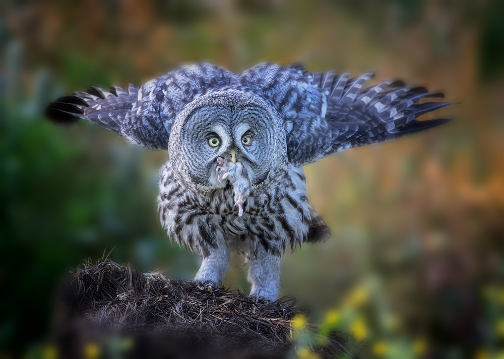 Thhis is my booty! von Annie Poreider