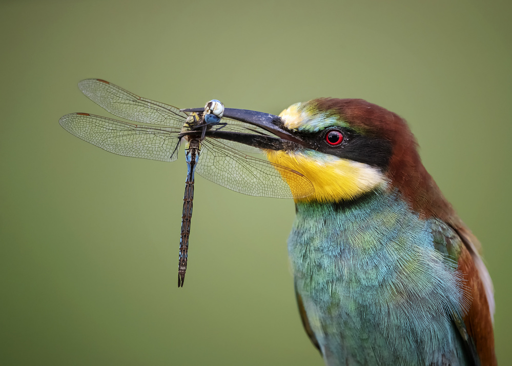 The Hunter von Annie Poreider