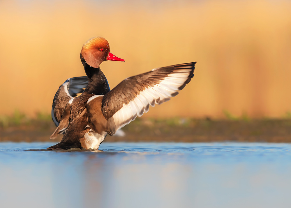 Spread wings von Annie Poreider