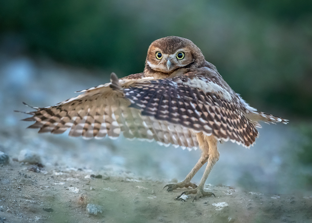 A littile Latin dancer von Annie Poreider