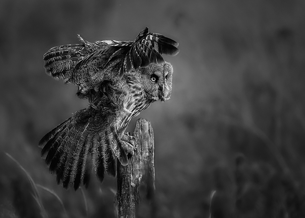 Elf in the dark von Annie Poreider