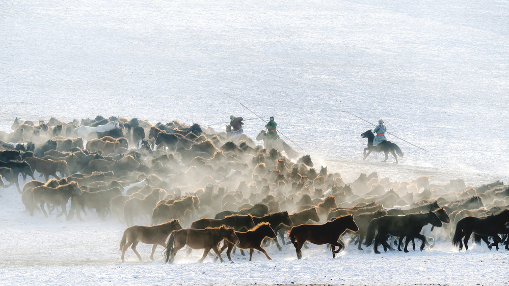 Fine Horses von Annie Poreider