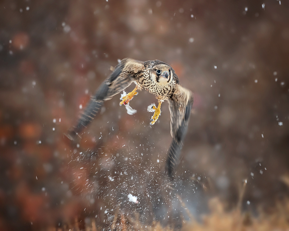 Flying in the snowflakes von Annie Poreider