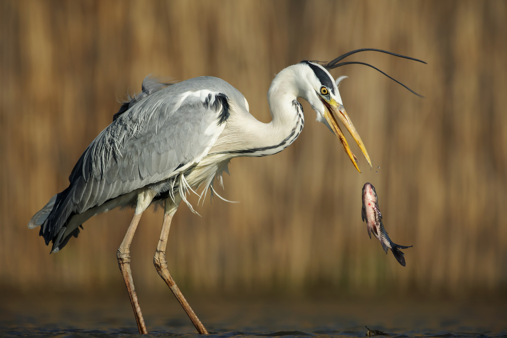 Oops von Annie Poreider
