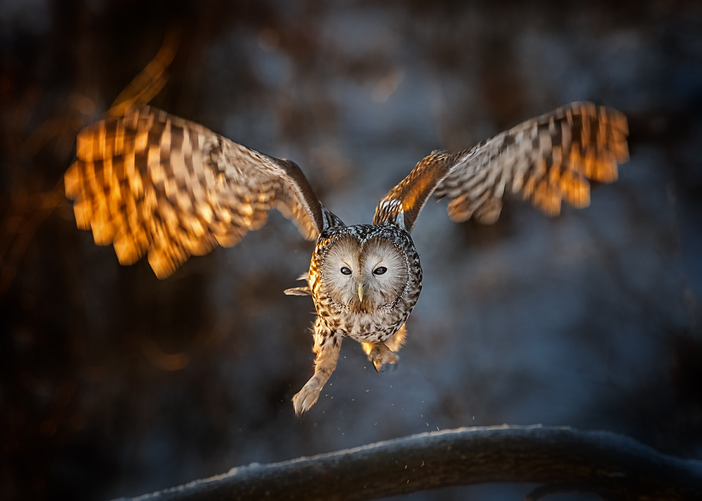 In the morning glow von Annie Poreider