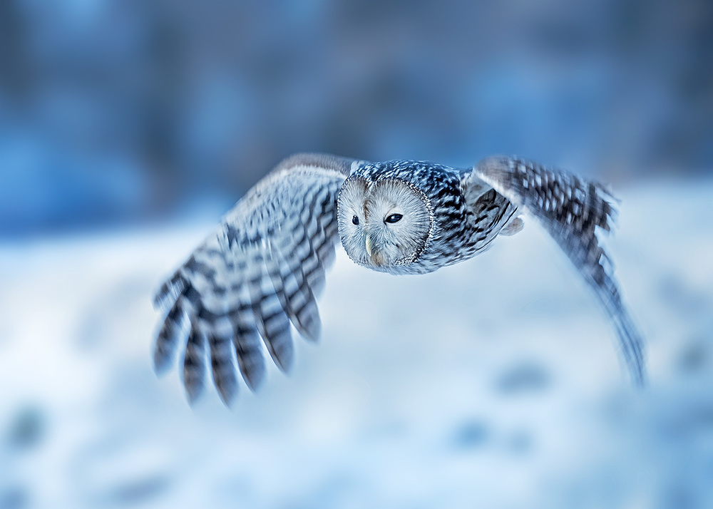 Little flying angel von Annie Poreider