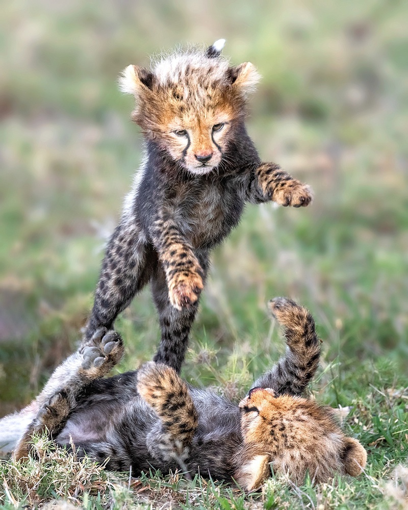 Powerful baby von Annie Poreider