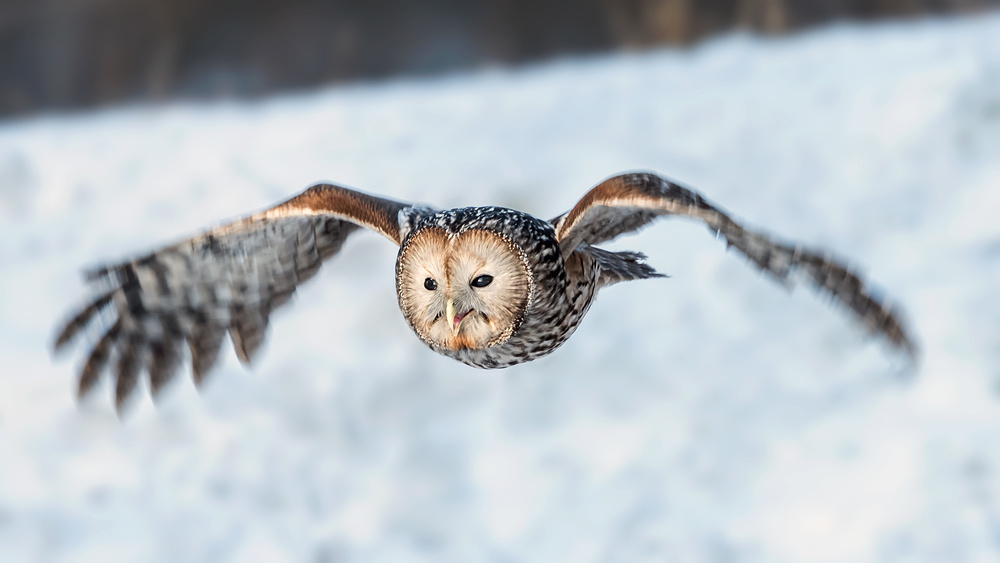 Smiling von Annie Poreider