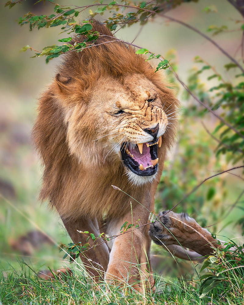 Leave me along! von Annie Poreider