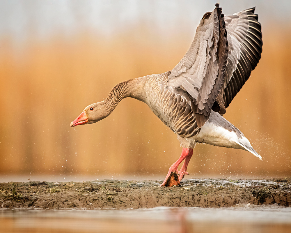 Moon Walk von Annie Poreider