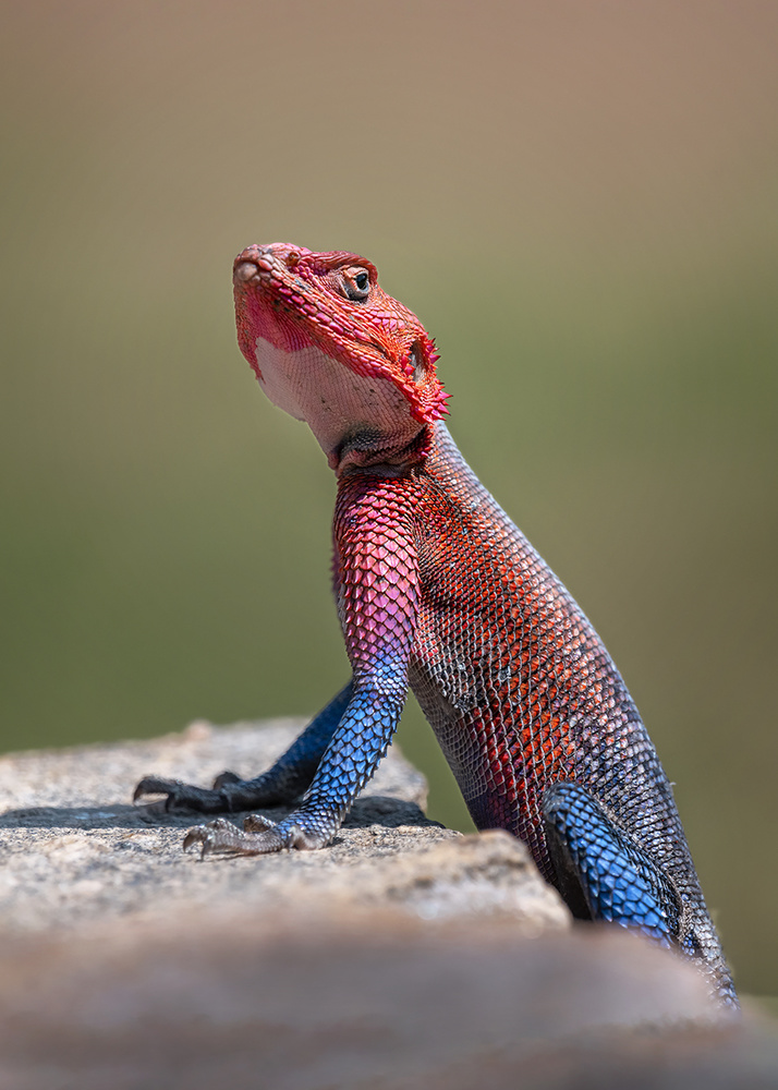 Red-Headed Rock Agama in Kenya von Annie Poreider