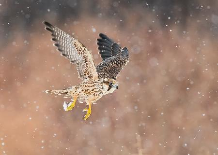 Fast flying falcon in the bliazard