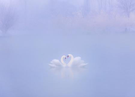 Falling in Love in the morning fog