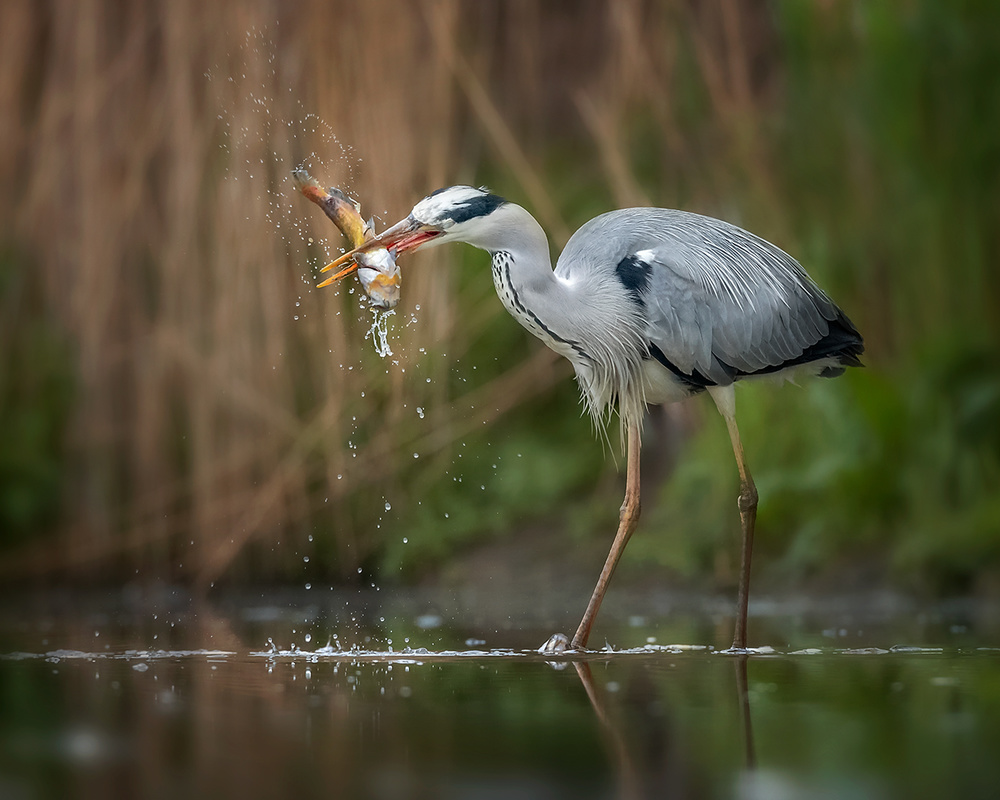 Splashing von Annie Poreider