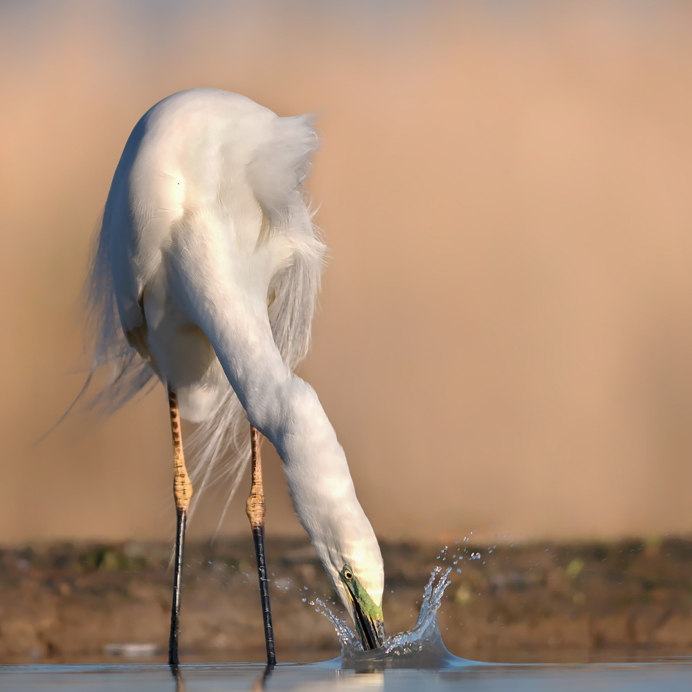 Searching von Annie Poreider