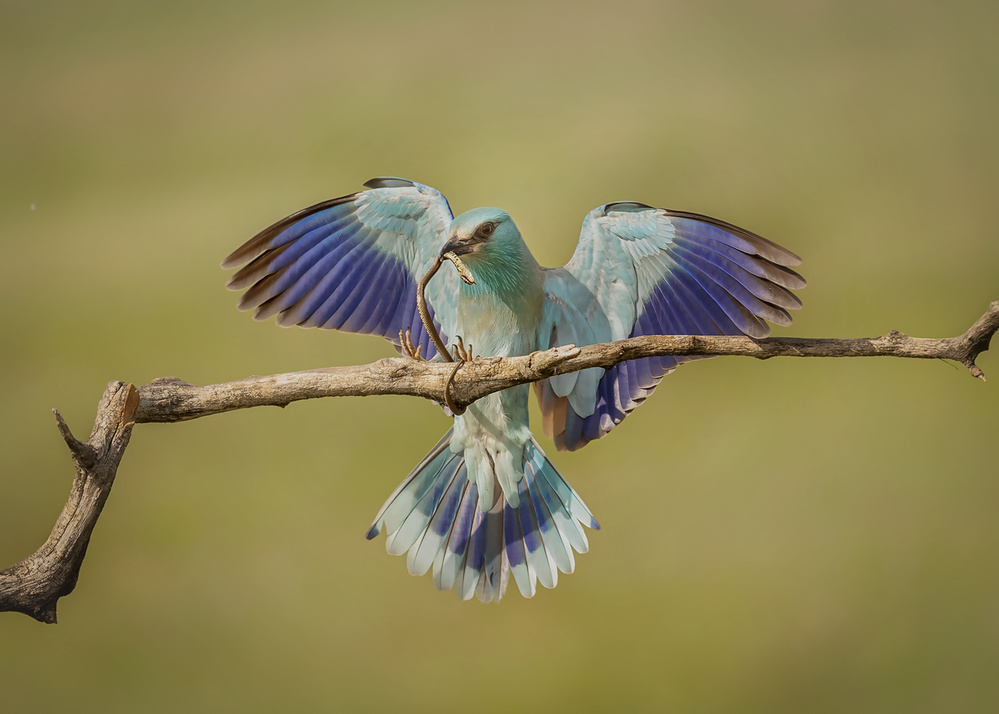 Trophy von Annie Poreider
