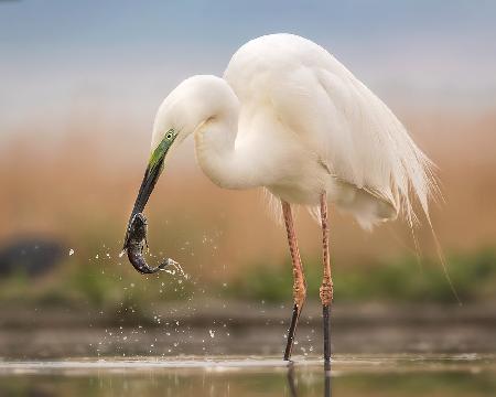 Still try to get away