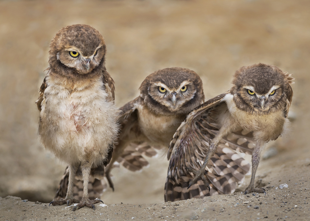 Angry babies von Annie Poreider