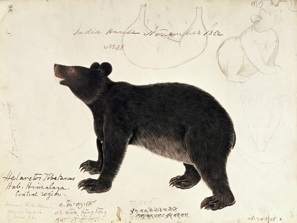 Drawing of an Asiatic Black Bear, "Ursus Tibetanus", from the Central Region of Himalaya von Anonymous
