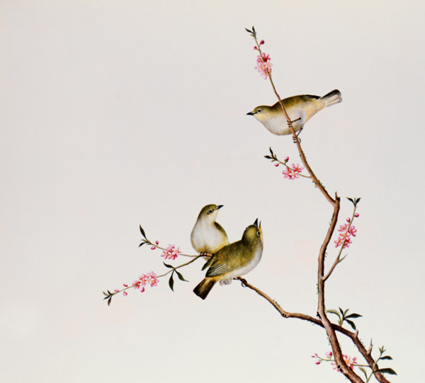 White-Eye bird von Anonymous