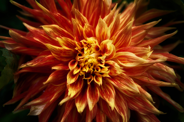 Fiery Flower von Ant Smith