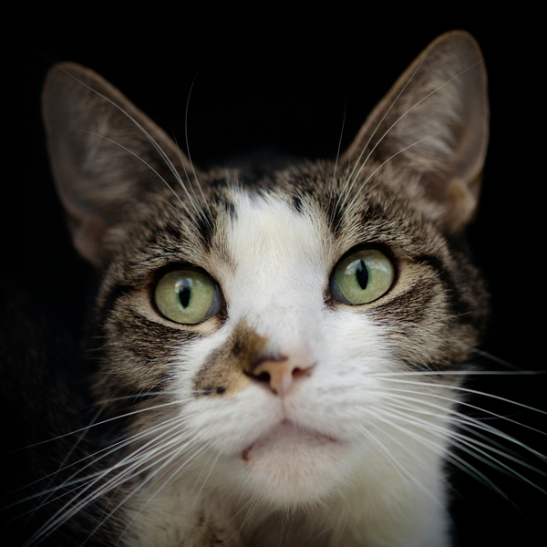 Green Eyes von Ant Smith