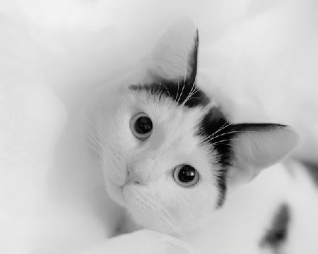 Kitten in tissue